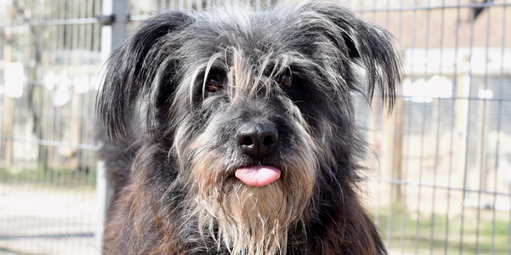 В заявлении поясняется, что на содержание животных в год необходимо 540 000 евро, что составляет почти 70% расходов Ulubele.