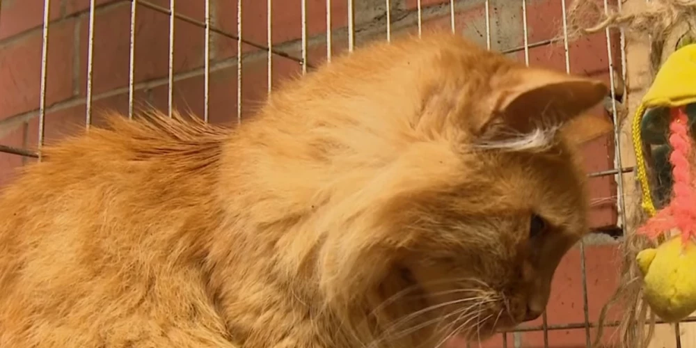 В Екабпилсе брошенного на балконе кота спасли от голодной смерти - хозяева съехали из квартиры две недели назад