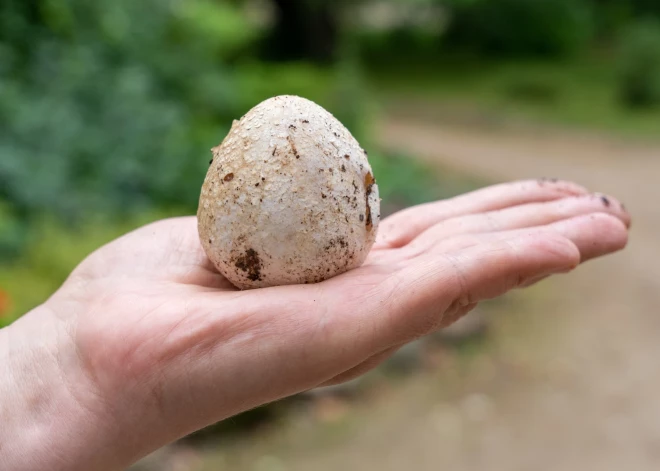 Veselībā ārkārtīgi vērtīgie zemestauki! Kuros mežos tos meklēt?