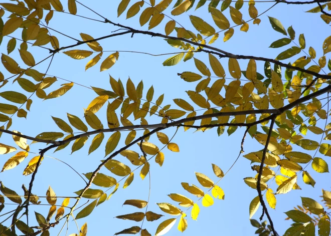 Piektdien Latvijā spīdēs saule un līdz vakaram nav gaidāmi nokrišņi