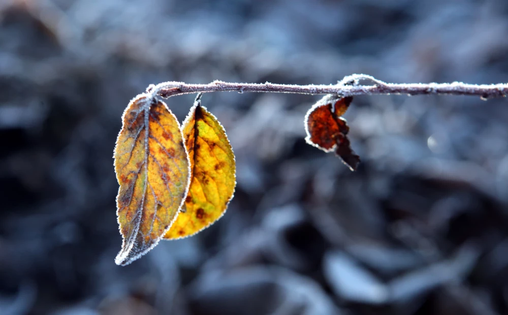 В Латвию идет холодный воздух из Арктики: на выходных нас ждет обширная ...