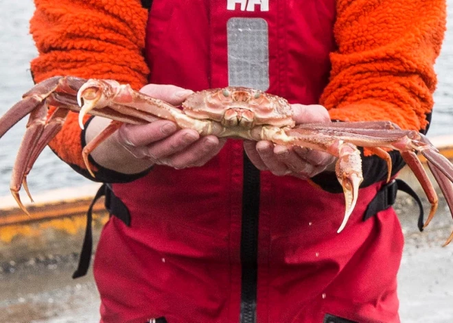 Bēringa jūrā pazuduši sniega krabji. Zinātnieki atraduši atbildi, kur tie palikuši