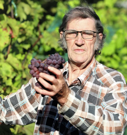 “Glukoze, saharoze, vitamīni – nevienā auglī nav tik veselīgu vielu kā vīnogā,” saka Jānis Rozenšteins. “Un kur tad vēl kauliņi – nez cik slimību ārstē!”