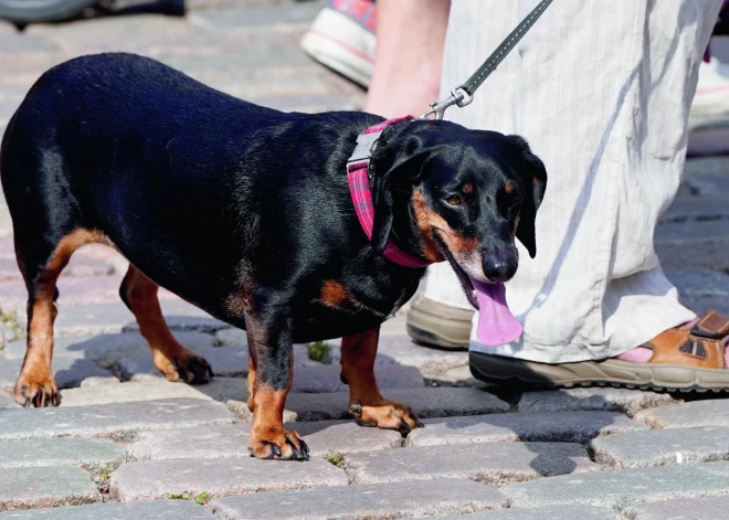 Gribu turēt suni, bet nezinu par noteikumiem: ko darīt?