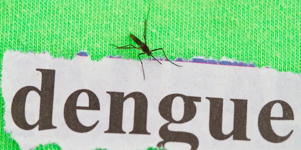 На подходе новая напасть: Европу может захлестнуть лихорадка денге