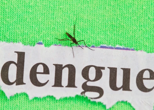 На подходе новая напасть: Европу может захлестнуть лихорадка денге
