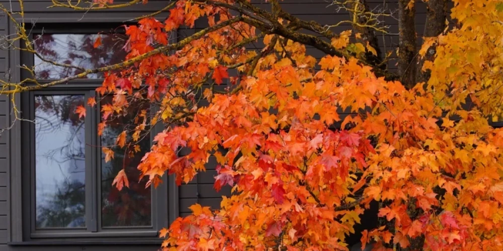 Иллюстративное фото