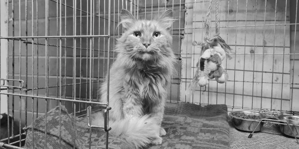 Не перенес предательства: в Екабпилсе умер кот, забытый хозяевами на балконе