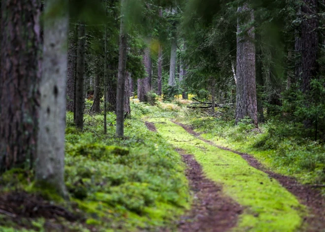 Pasaulē populārais tūrisma ceļvedis "Lonely Planet" šogad ietverti labākie galamērķi, ceļojumi un pieredzes 2024. gadam. Kategorijā “Ilgtspēja” starp desmit labākajiem ir arī Latvijas Jūrtaka un Mežtaka jeb "Baltic Trails".