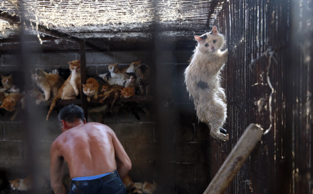 Ķīnā ap 1000 kaķu izglābti no šašlika iesma
