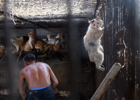 Ķīnā ap 1000 kaķu izglābti no šašlika iesma