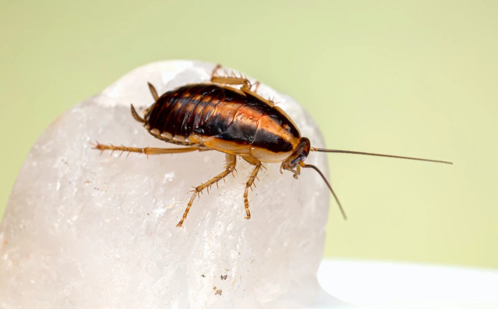 Немецкий таракан. Прусак (Blattella Germanica). Blattella Germanica таракан. Рыжий таракан Прусак. Рыжий таракан Blattella Germanica.