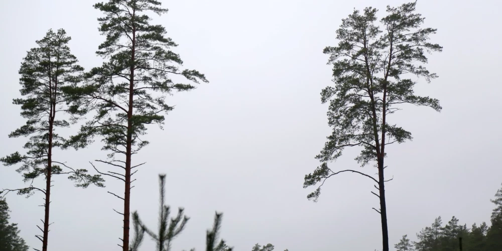 Eiropas klimata mērķus Latvija plāno sasniegt, izcērtot vecos mežus un stādot jaunaudzes
