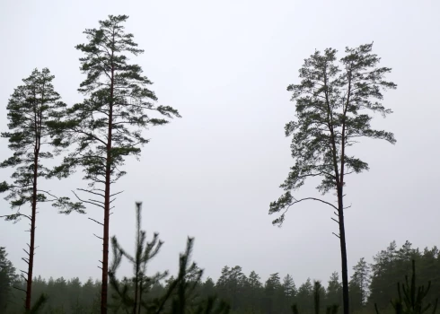 Eiropas klimata mērķus Latvija plāno sasniegt, izcērtot vecos mežus un stādot jaunaudzes
