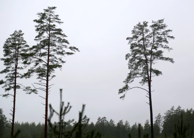 Eiropas klimata mērķus Latvija plāno sasniegt, izcērtot vecos mežus un stādot jaunaudzes