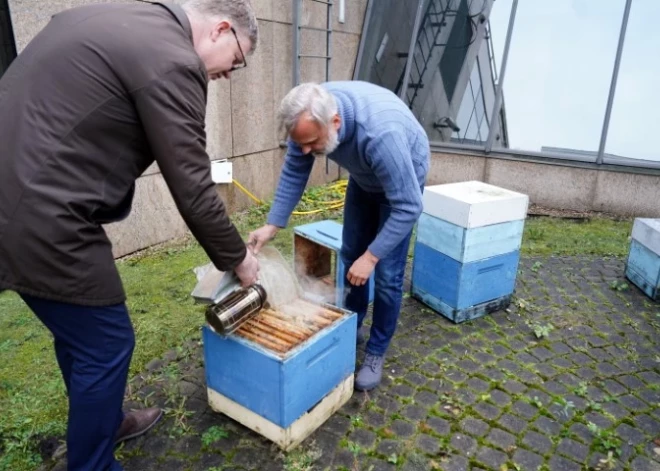 Rīgas domes priekšsēdētājs Vilnis Ķirsis (no kreisās) un biškopis Uģis Mālnieks piedalās pasākumā Rīgas rātsnama terasē, kurā tiek ieziemotas Rīgas rātsnama bites.