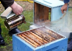 Rīgas rātsnama terasē biškopja vadībā tiek ieziemotas Rīgas rātsnama bites.