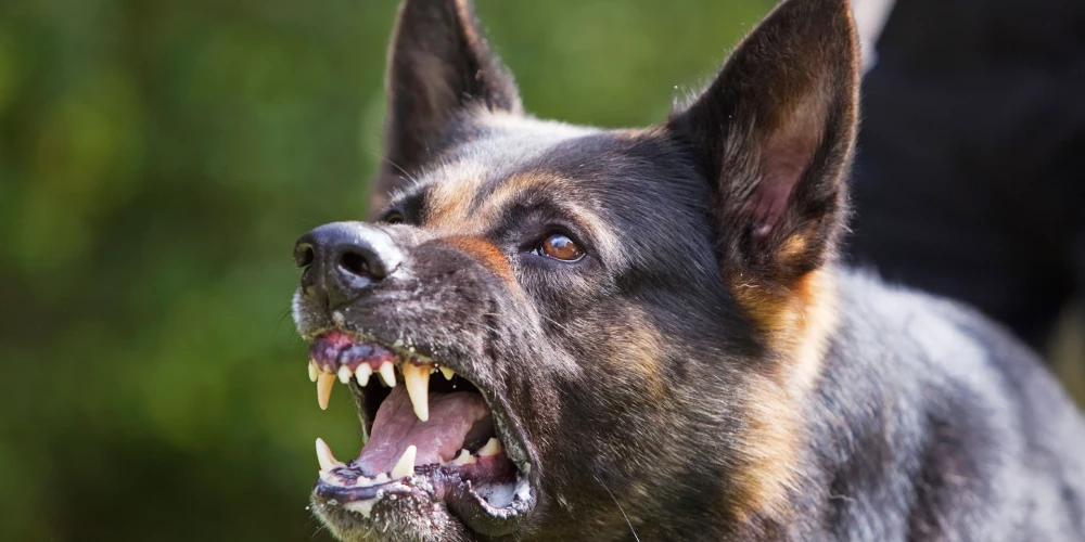 Ilzes ģimeni Bīriņos plosa agresīvs suns: sakosto ārstēšanai iztērēti tūkstošiem eiro; suņa saimniekiem ne silts, ne auksts