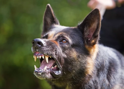 Ilzes ģimeni Bīriņos plosa agresīvs suns: sakosto ārstēšanai iztērēti tūkstošiem eiro; suņa saimniekiem ne silts, ne auksts