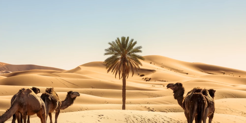 Tuvie Austrumi ir starpkontinentāls reģions, kas aptver Dienvidrietumāziju bez Kaukāza valstīm, kā arī Ēģipti, kas lielākoties atrodas Āfrikā. Reģions atrodas starp Eiropu un Vidējiem Austrumiem, teritorijā no Vidusjūras austrumu krasta līdz Persijas līcim. Tuvie Austrumi ir Āfrikas-Eirāzijas apakšreģions.