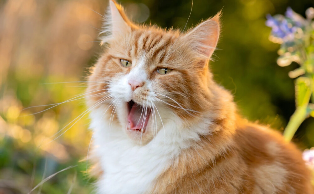 FOTO: zinātnieki nonāk pie pārsteidzoša secinājuma - kaķiem ir gandrīz 300 sejas izteiksmju
