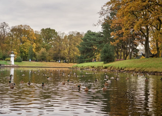 Jā, jā, tas izklausās teju neticami, bet arī Rīgas parki piedāvā izbaudīt zelta rudeni. Atliek vien doties parkā, bet iedvesmai piedāvājam apskatīt dažas krāšņas bildes rudens noskaņās.