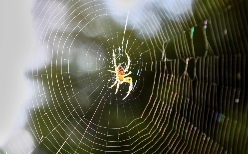 Piecu minūšu procedūra, kas var izārstēt fobiju no zirnekļiem 