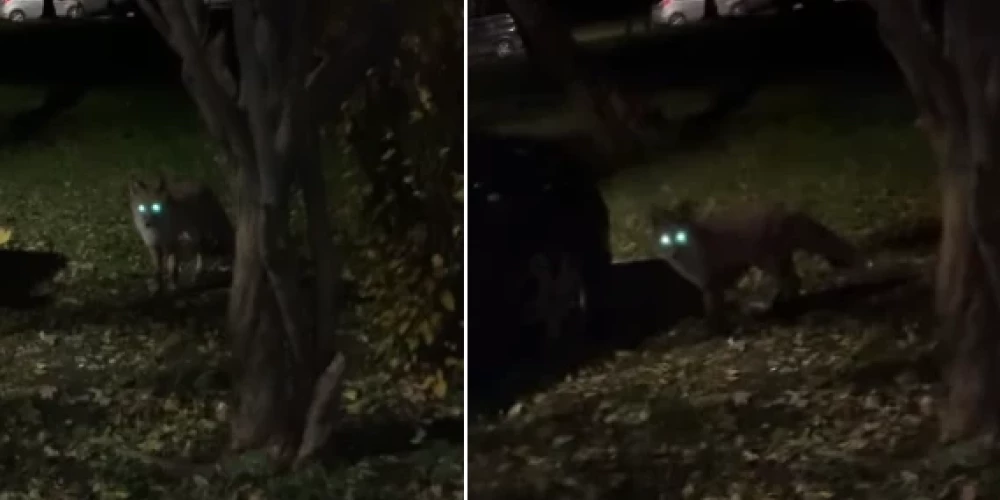 Лиса ночью - это еще и страшновато!