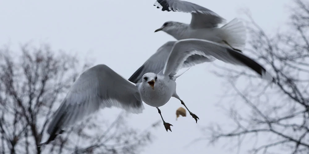 2023. gadā līdz šim uz augsti patogēno putnu gripu izmeklēti 392 savvaļas putni.