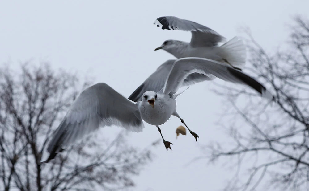 PVD komentē situāciju ar putnu gripu Latvijā, tā konstatēta arī divām lapsām