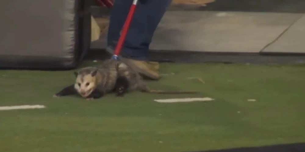 Пользователи X посочувствовали опоссуму, который просто вышел побегать по траве.