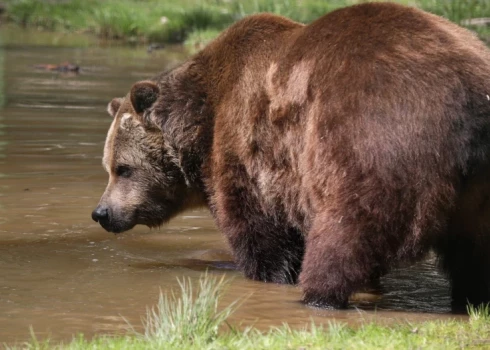 Мало людей и много еды: эксперт объяснил, почему в Латвии увеличивается популяция медведей