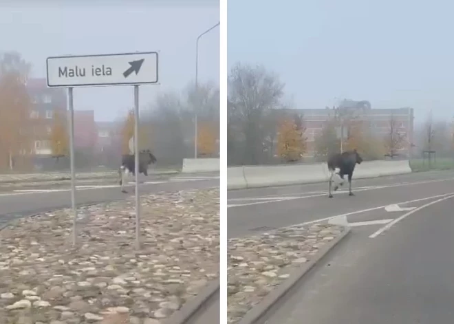 ВИДЕО: в центре Даугавпилса по дороге мчался заблудившийся лось