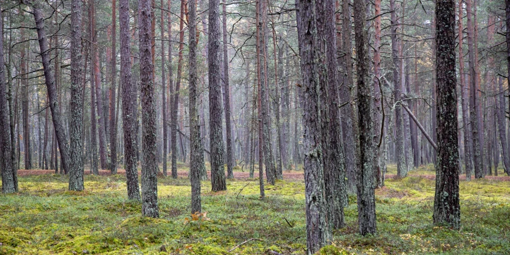 Latvijā vecos mežus bez īpaša iemesla nav plānots izcirst, norāda ministrs
