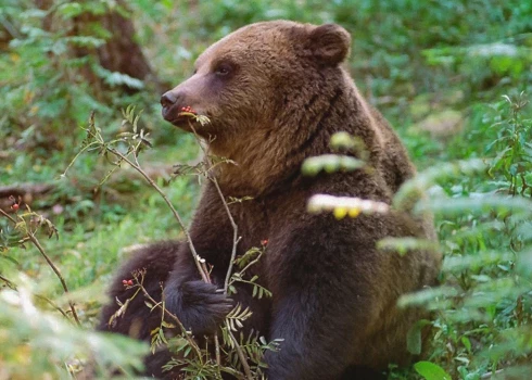 Ursus arctos jeb brūnais lācis.