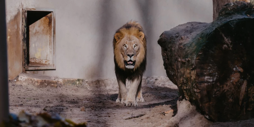 Rīga ZOO Āfrikas lauvu tēviņš Kali svin 10. dzimšanas dienu
