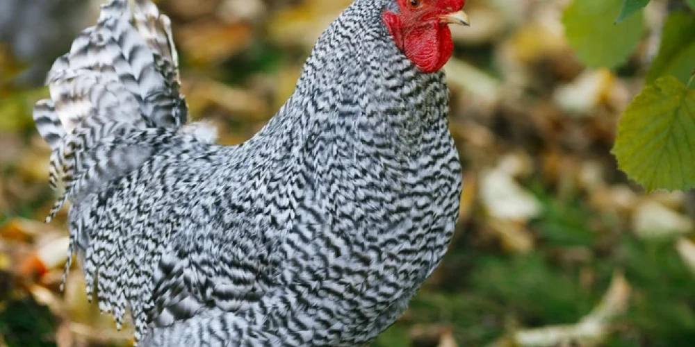 Mārtiņos kāva gan gaili, gan vistu. Gailis ir saistīts ar sauli, ar uguns enerģiju, bet vista – ar zemes auglību.