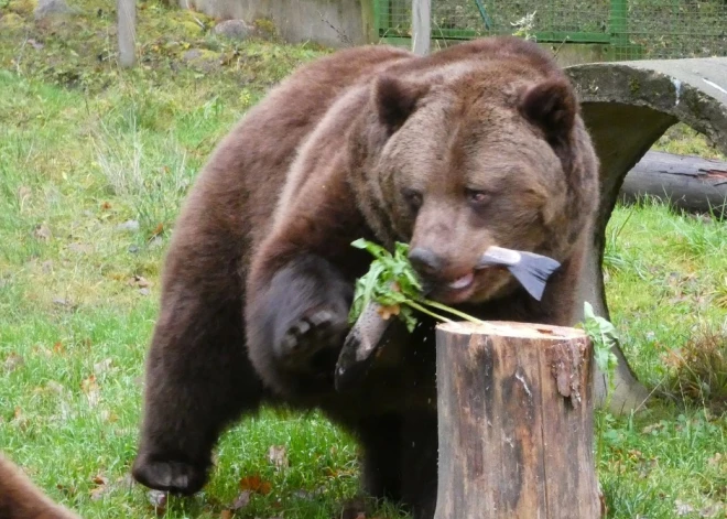 Līgatnē maluzvejnieku noķertie taimiņi bija gards cienasts Līgatnes lāčiem.