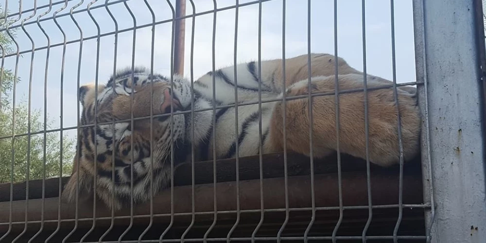 Tīģeris Klaipēdas "Minizoo" – atbilstīgi nosaukumam lielajam kaķim atvēlēta minimāla platība… 