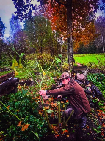 Ingmāra Līdakas dārzā Vecumniekos kupli saaugušās eņģeļtaures kļūs par Ruckas muižas preilenēm.