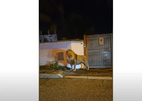 ВИДЕО: в Италии из цирка сбежал лев и принялся гулять по улицам