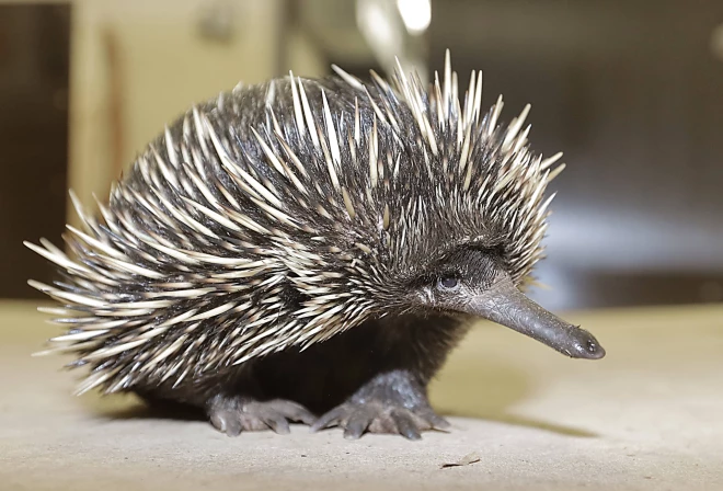 Ehidnas parādījās pirms apmēram 200 miljoniem gadu, kad uz Zemes vēl dzīvoja dinozauri. Šī mitinās zoodārzā Vācijā.