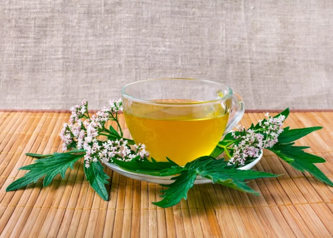 Боярышник, пустырник, валериана: латвийцы выбирают травы для лечения сердечных и сосудистых заболеваний