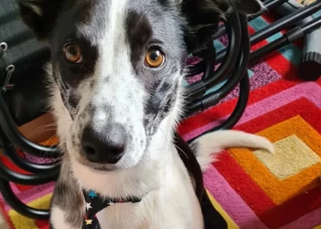 Suns palīdz izglābt saimnieci, atklājot viņai smagu slimību