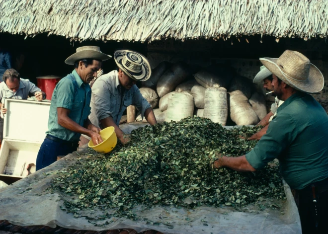 Kolumbijas narkotiku karteļi paliek uzticīgi "tradicionālām vērtībām" neraugoties uz fentanila uzvaras gājienu