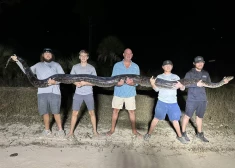 FOTO: Floridā tikai pieciem vīriešiem izdodas savaldīt milzīgu Birmas pitonu