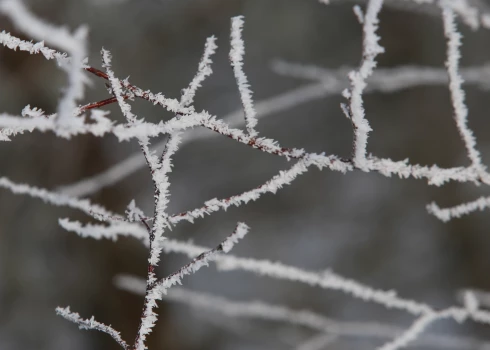 В Латвии началась метеорологическая зима, но пока без снега