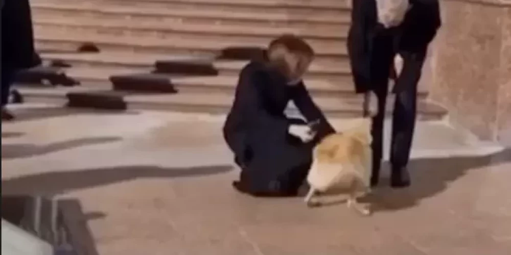 ВИДЕО: собака президента Молдовы перепугалась и укусила президента Австрии