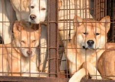 Dienvidkorejā beidzot grib aizliegt ēst suņu gaļu