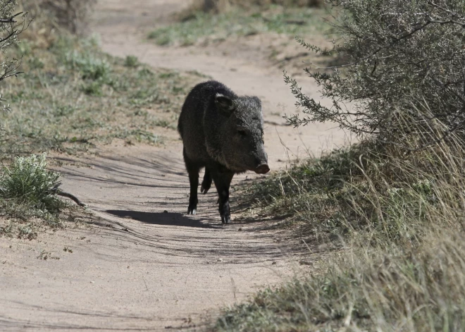 Cūkām līdzīgi radījumi ASV Arizonas štatā izposta golfa laukumu